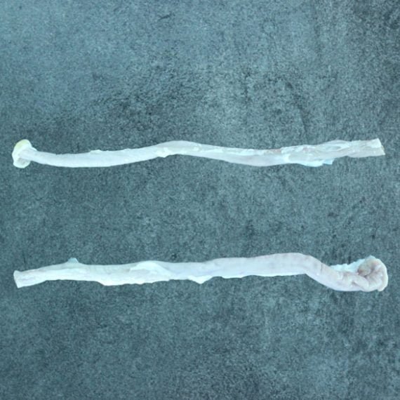 Wholesale Frozen Pork Duodenum