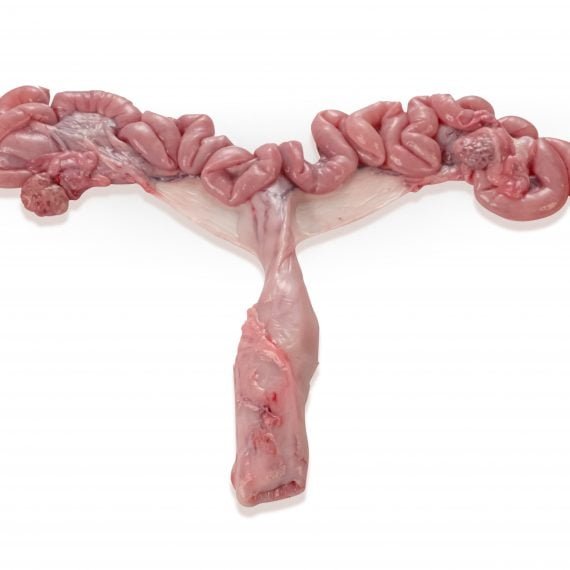 Frozen Pig Uterus